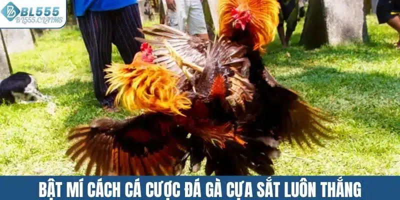 Đá Gà Cựa Sắt - Hấp Dẫn Với Lối Chơi Đầy Kịch Tính 4 Bật mí cách cá cược đá gà cựa sắt luôn thắng
