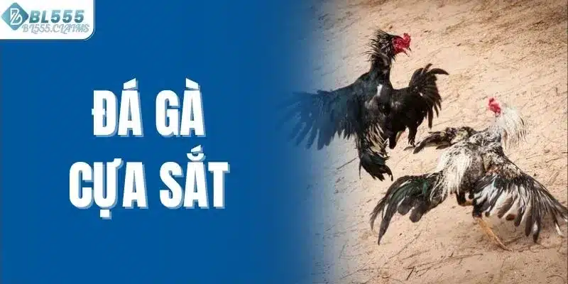 Đá Gà Cựa Sắt - Hấp Dẫn Với Lối Chơi Đầy Kịch Tính 1 Đá gà cựa sắt