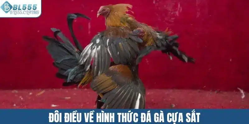 Đá Gà Cựa Sắt - Hấp Dẫn Với Lối Chơi Đầy Kịch Tính 1 Đôi điều về hình thức đá gà cựa sắt