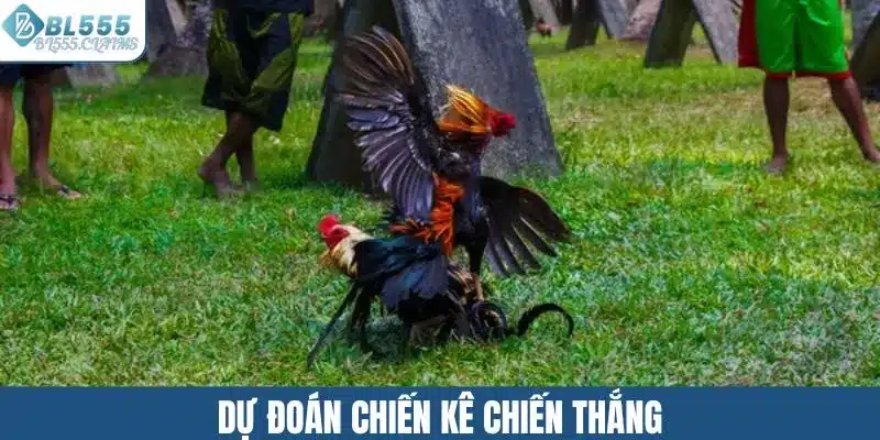 Đá Gà Cựa Sắt - Hấp Dẫn Với Lối Chơi Đầy Kịch Tính 2 Dự đoán chiến kê chiến thắng